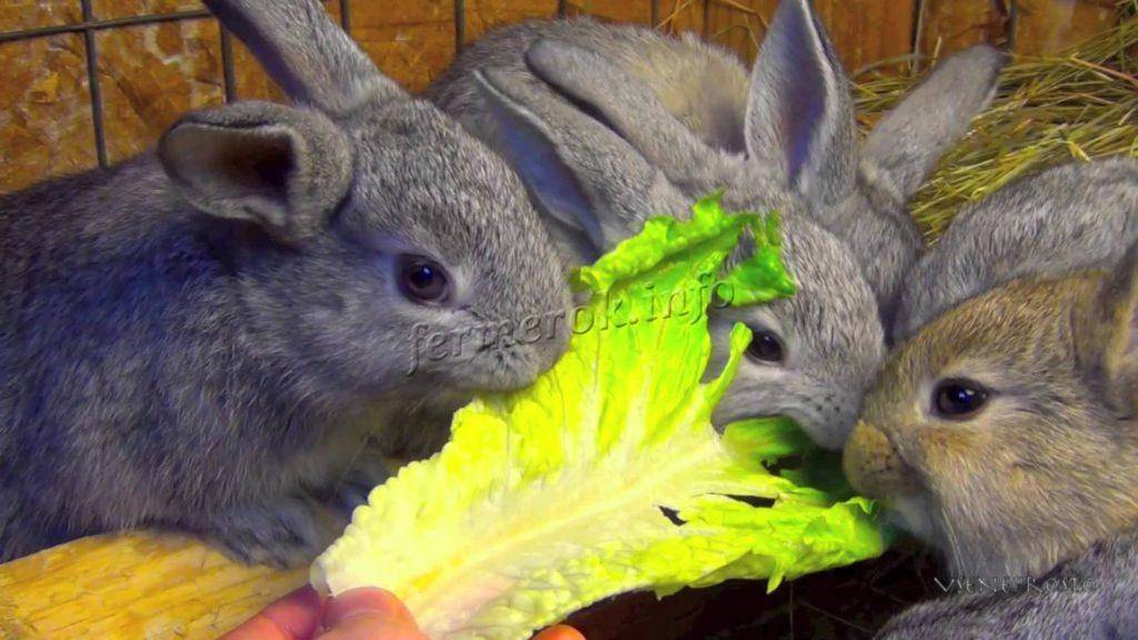 Можно ли кроликам тыкву: подробно о кормлении ушастых