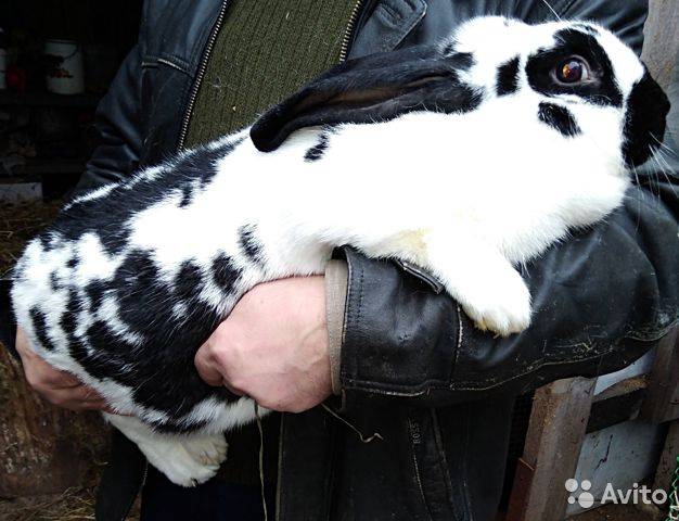Кролик строкач: описание породы немецкий пестрый великан