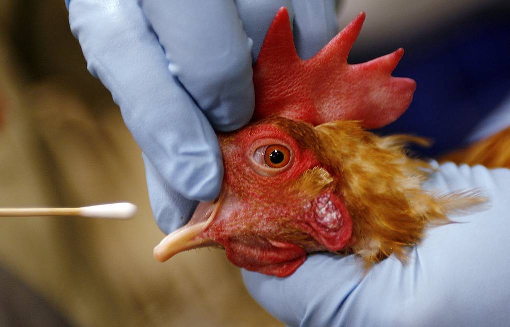 Птичий грипп (классическая чума птиц): спасаем поголовье домашних кур. симптомы, диагностика,  профилактика