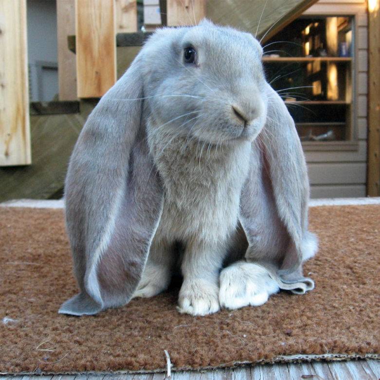 Продолжительность жизни декоративных кроликов - что влияет?