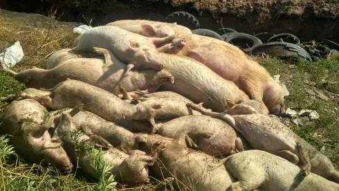 Африканская чума свиней — новости — пресс-центр — главная — официальный сайт администрации шалинского городского округа