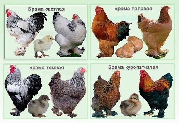 Курица породы брама: отзывы, разведение :: syl.ru