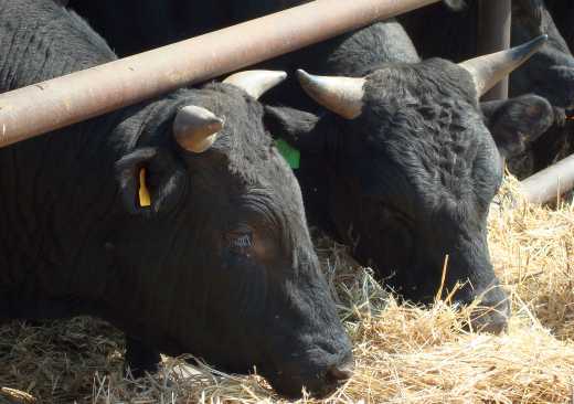 Особенности нормированного кормления быков производителей