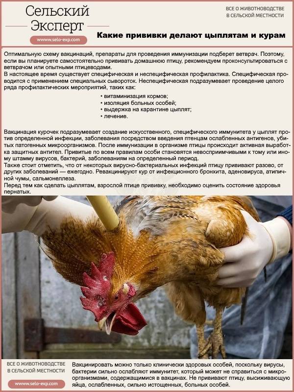 Причины неудачной вакцинации домашней птицы и как их избежать — agroxxi