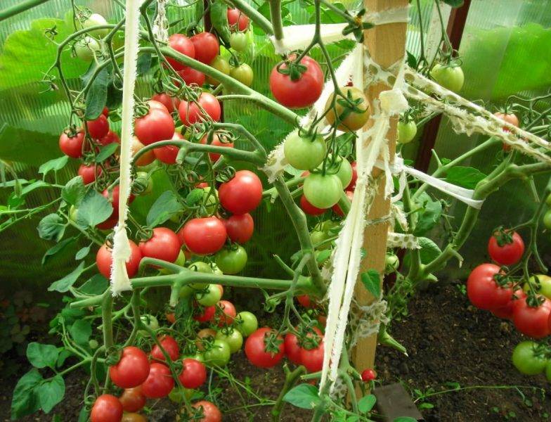 Томат мазарини отзывы и фото раннего сорта помидоров высокой урожайности