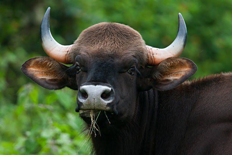 Буйвол животное. образ жизни и среда обитания буйвола | животный мир