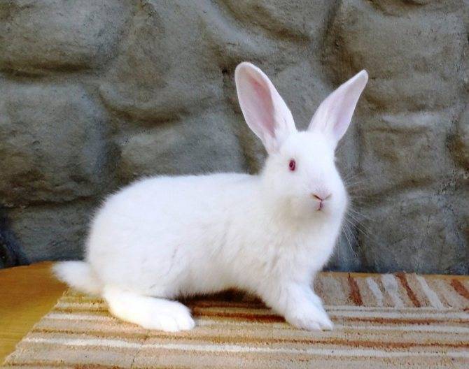 Кролики породы белый паннон описание, отзывы, видео