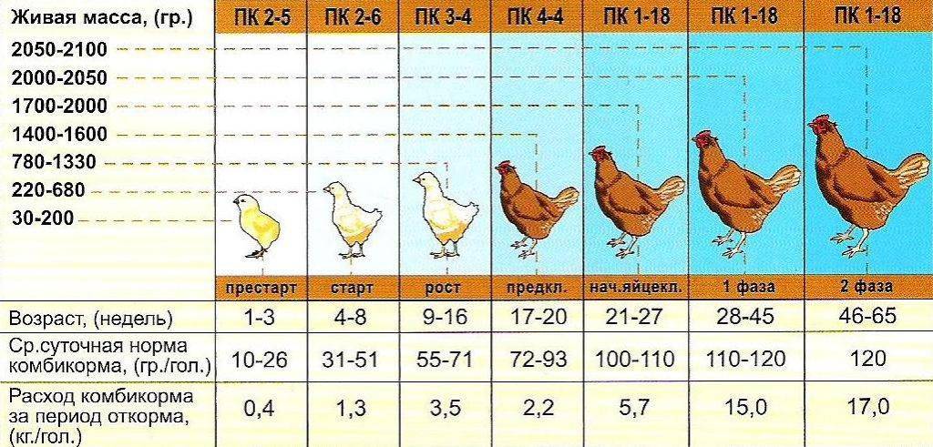 Сравнительная таблица по породам гусей