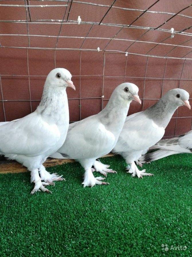 Турецкие голуби: откуда название такла, их масти, описание породы и разведение