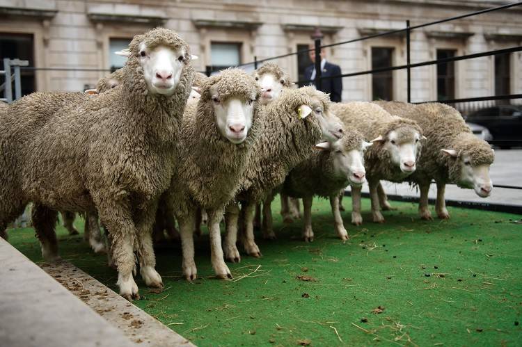 Меринос: фото и описание породы овец