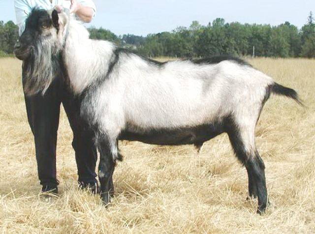 Альпийские козы - 80 фото породистых коз и особенности ухода за ними