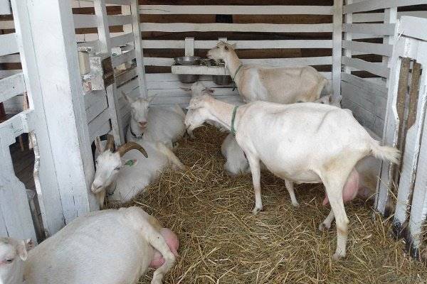 Уход и содержание коз в домашних условиях для начинающих 2021