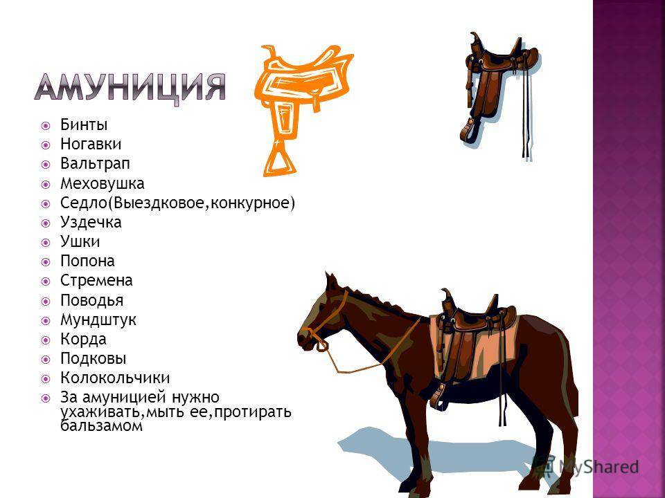 Экипировка всадника конный спорт | конный портал