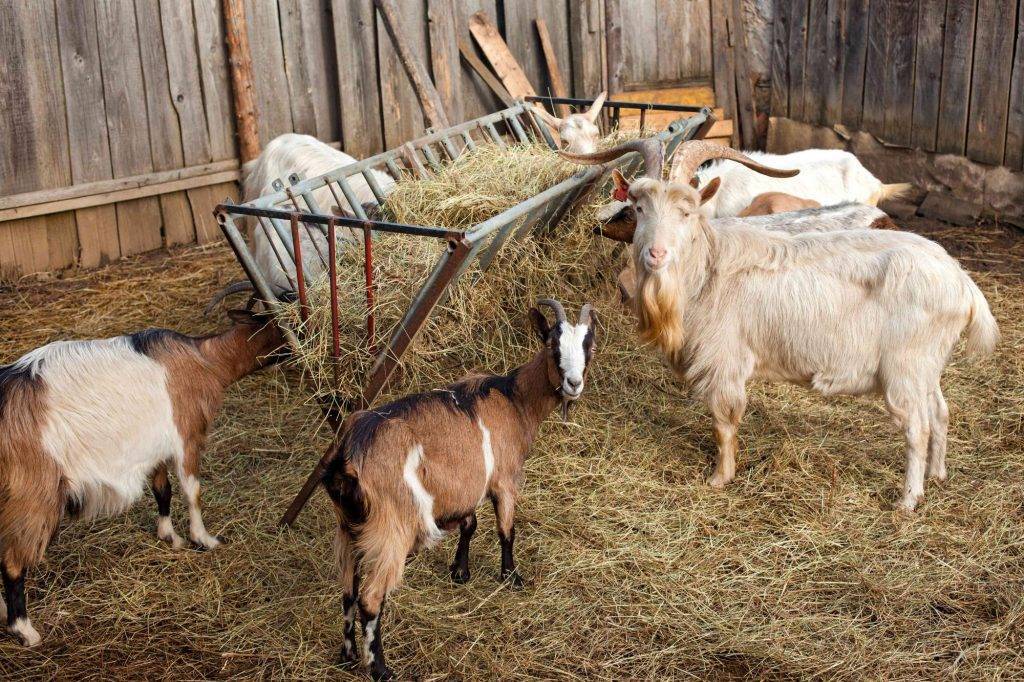 Разведение коз | основы домашнего фермерского хозяйства и правила разведения в промышленных масштабах