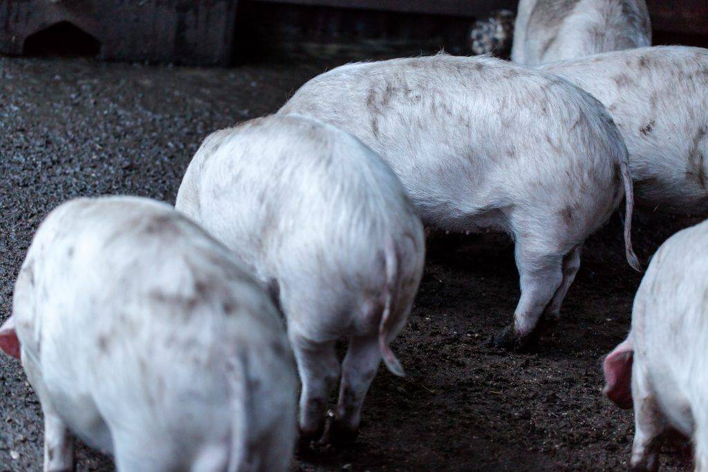 Африканская чума свиней - симптомы, лечение, меры борьбы