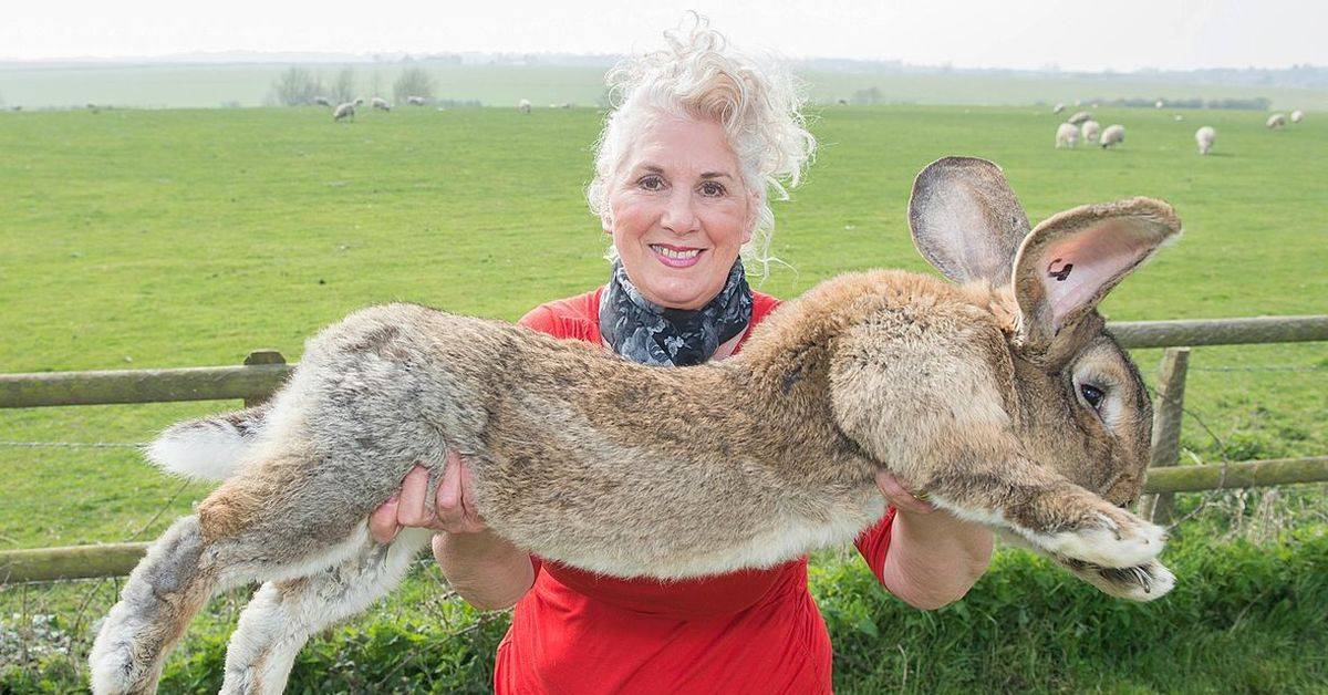 Самые большие в мире кролики: рекордсмены и самые крупные породы