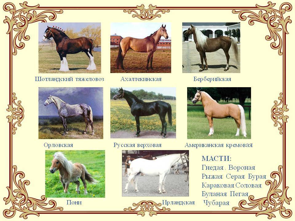 Степные породы лошадей: название, описание и фото