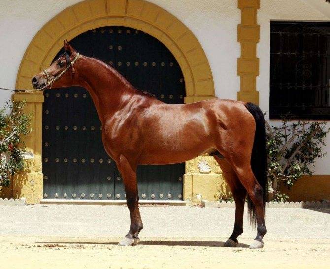 ᐉ чистокровная арабская порода лошадей: история, характеристика, достоинства, использование скакунов - zooon.ru