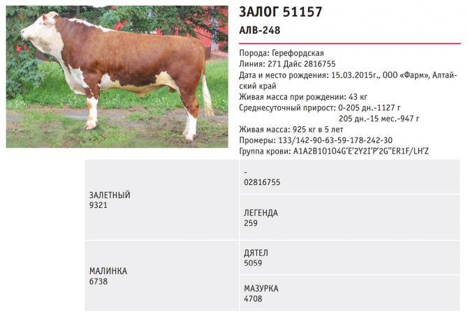 Герефордская порода крупного рогатого скота, выведение, характеристики, разновидности, преимущества выращивания