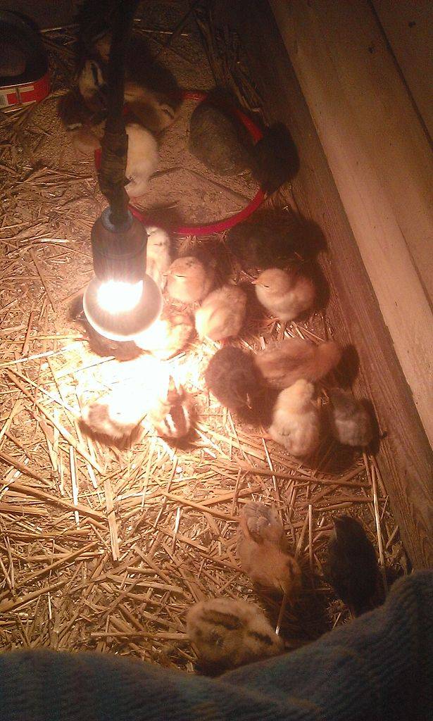 Вывод цыплят в инкубаторе в домашних условиях - таблица инкубации, влажность и температура, вылупление цыплят, видео