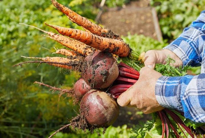 Чем подкормить морковь и свеклу в июне в открытом грунте