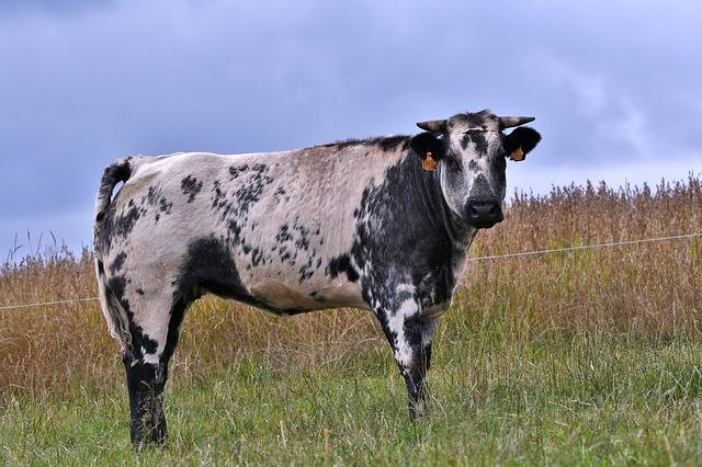 Бельгийская голубая порода коров: описание и характеристика
