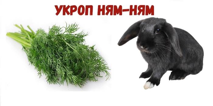 Можно ли давать кроликам петрушку и укроп: нормы кормления