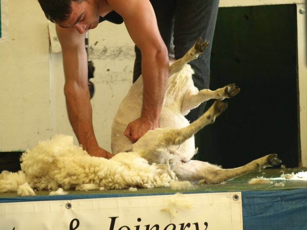 Стрижка овец - sheep shearing - abcdef.wiki
