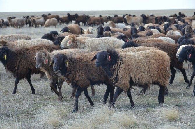 Неприхотливые курдючные овцы