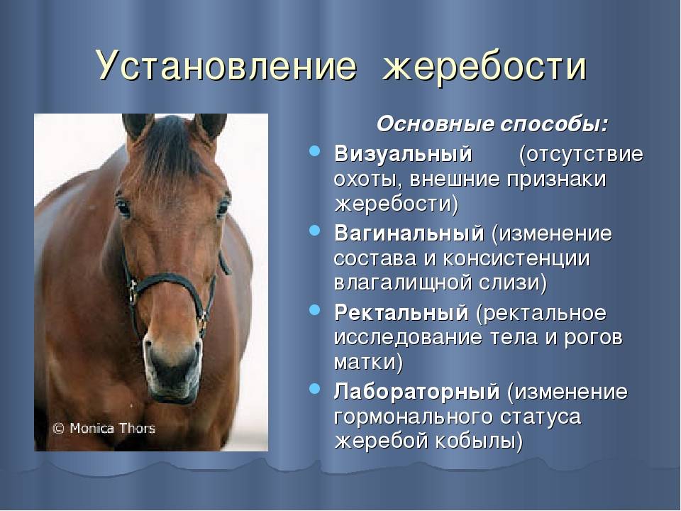 Роды лошади: беременность животного, подготовка к родам, уход