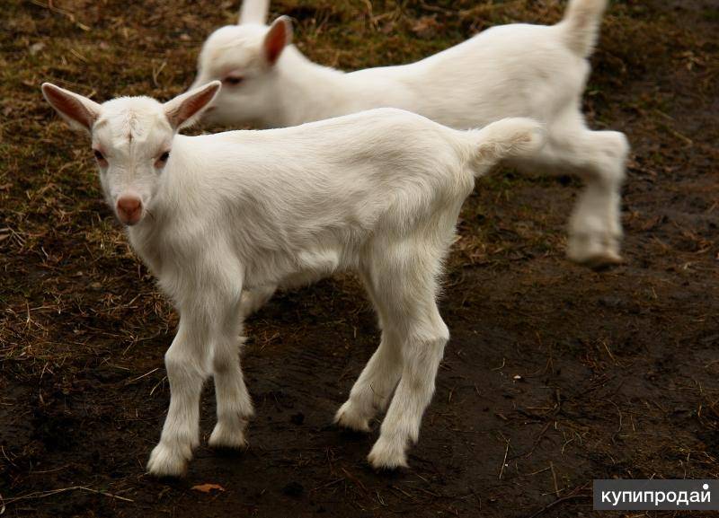 Зааненские козы: описание породы