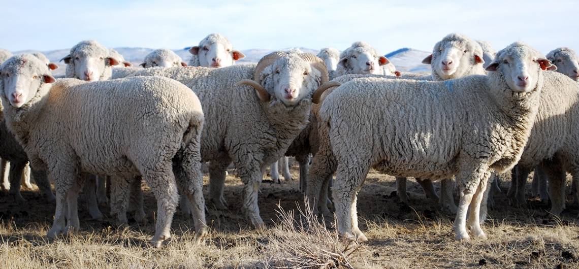Эдильбаевская порода овец: характеристика, описание, фото