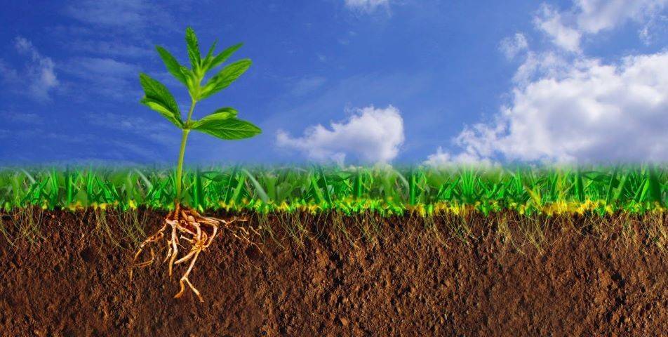 7 рабочих способов улучшить плодородность почвы без применения химии