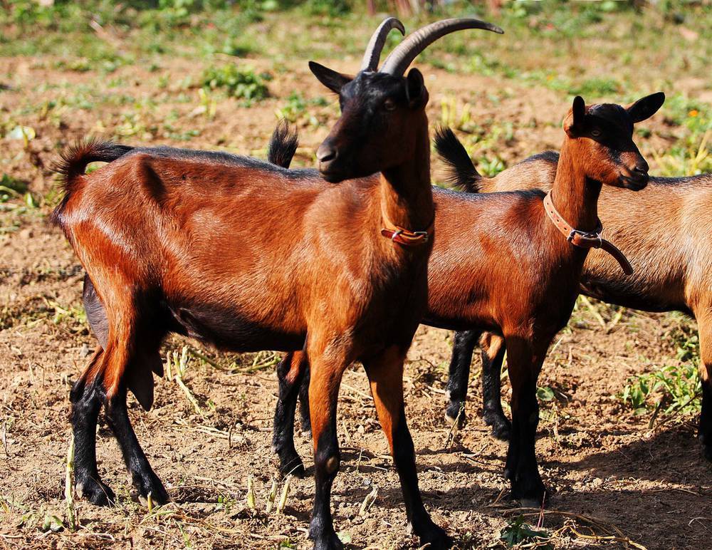 Чешская порода коз: особенности, содержание и уход