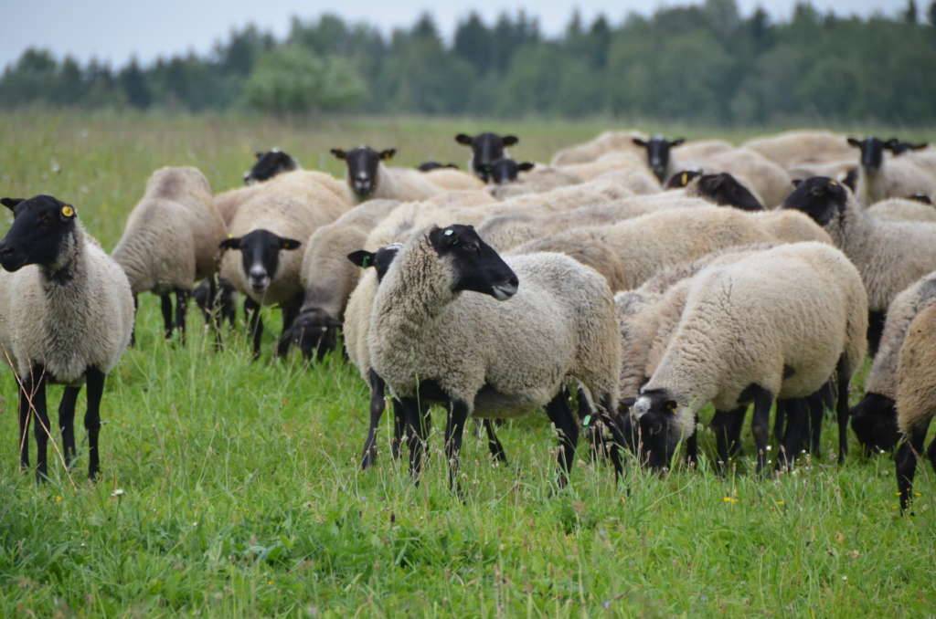 Порода овец романовская: внешний вид, достоинства и недостатки, уход