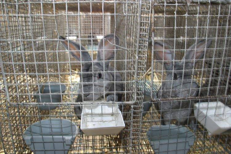 Содержание кроликов - кролиководство - животноводство - собственник