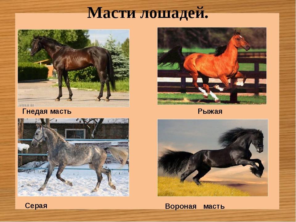 О чалой масти лошади: описание особенностей и характеристик масти чалых коней