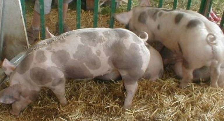 Описание и основные параметры свиней породы пьетрен