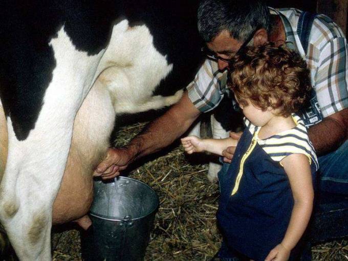 Содержание белка в молоке коров: от чего зависит и как повысить этот показатель