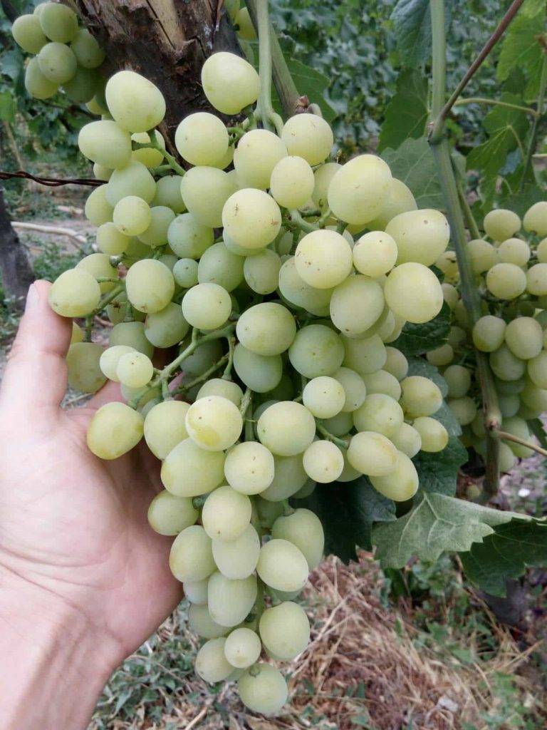 Виноград «супер экстра»: описание, выращивание, уход - мы дачники