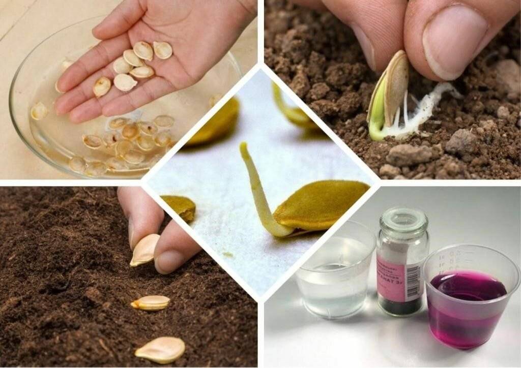 Как собрать семена огурцов своими руками, как правильно выбрать, сколько они хранятся, проверка на всхожесть