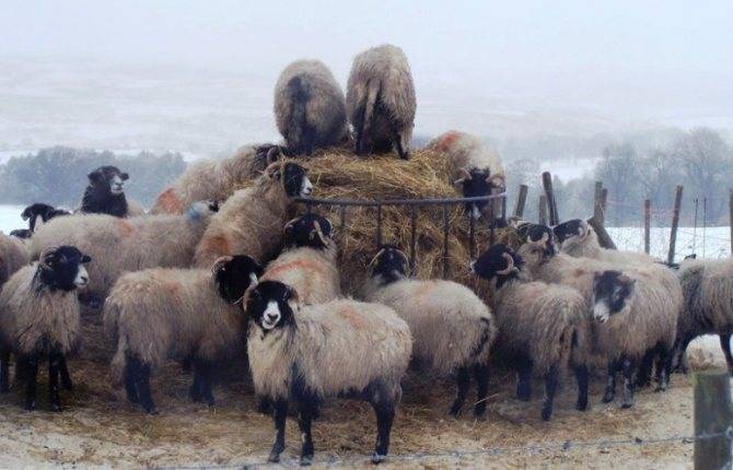 Кормление овец - содержание овец на мясо и рацион суягных маток и ягнят