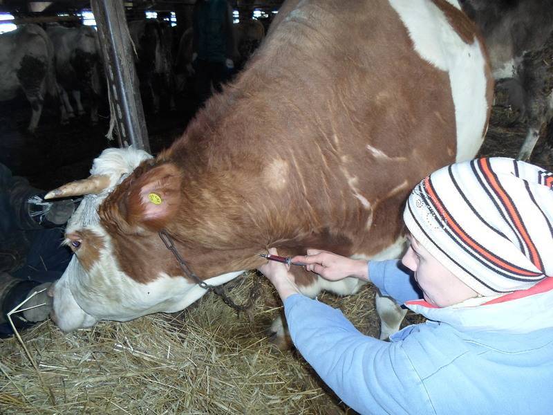 Лейкоз у коров: чем опасно молоко зараженных животных?