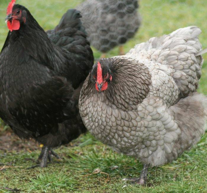 Московская черная порода кур: описание и основные характеристики