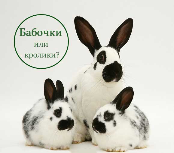 Кролики породы бабочка: описание и разведение