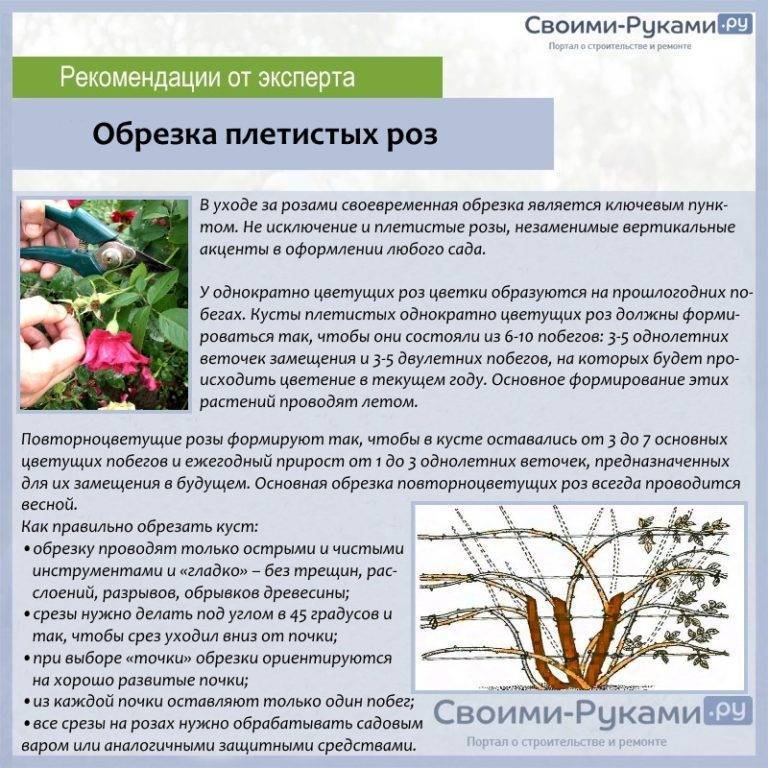 Уход за розами весной. обрезка, удобрение, посадка. фото — ботаничка.ru
