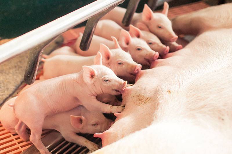 Опорос — свиноводство -> разведение свиней