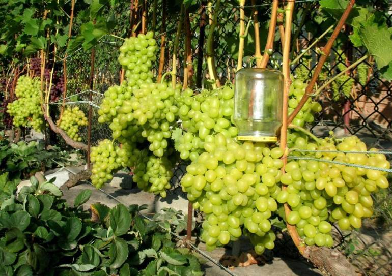 Сорт лора (флора) – сайт о винограде и вине
