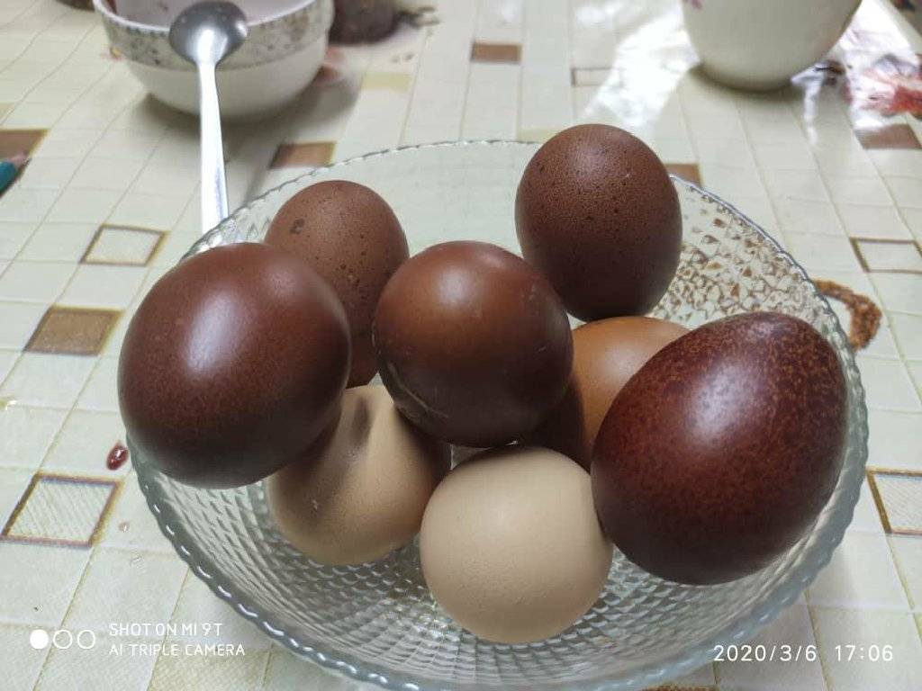 Куры, несущие голубые яйца — порода амераукана