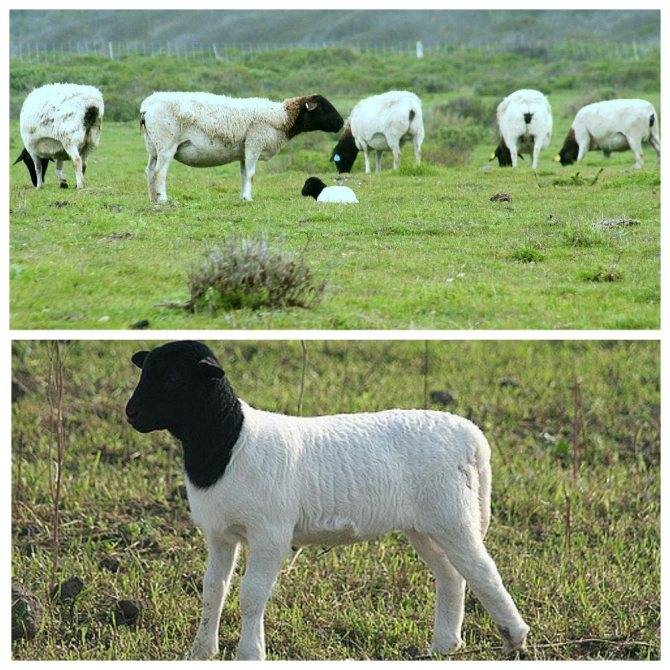 Порода овец дорпер: описание и характеристика вида
